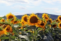 Sunflowers (South France)